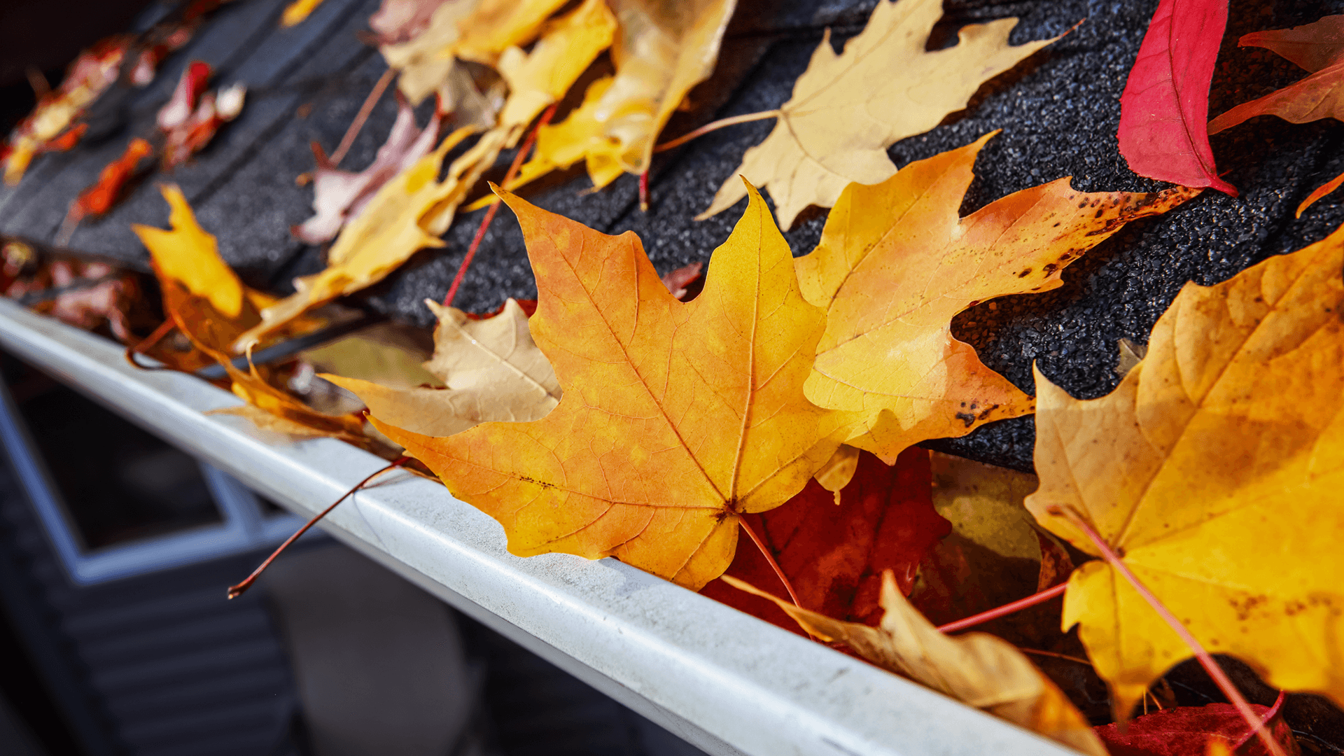 High View Seamless Gutters Denver CO Leafs on Gutters